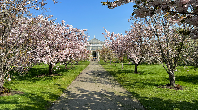 Blossom in Kew Gardens